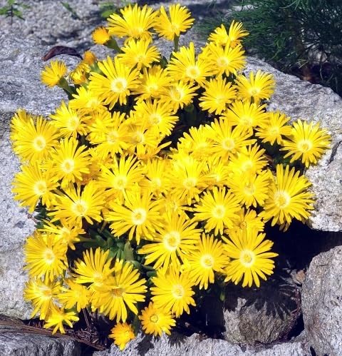 Yellow Delosper Flower Seeds