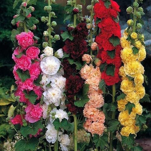 Hollyhock Flower Seeds