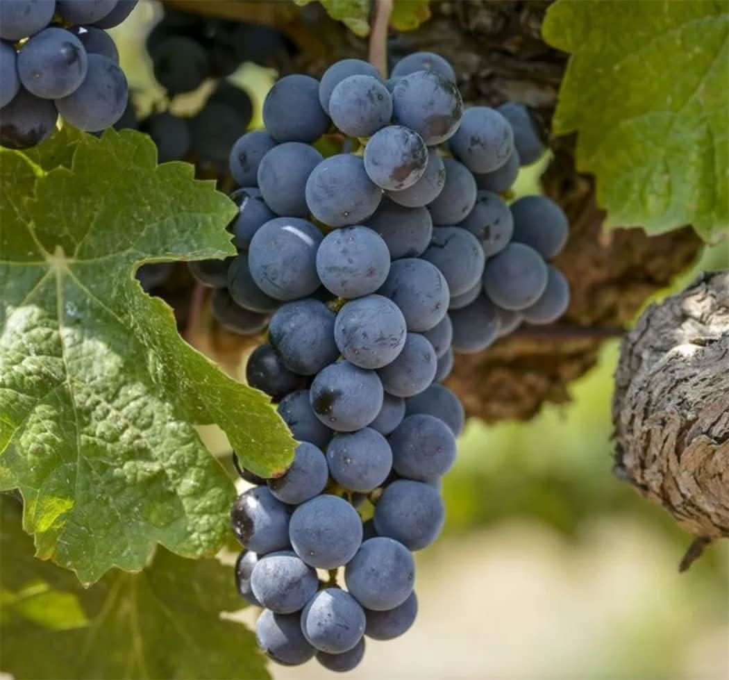Uva Trepadoras Fruit For Growing Sweet And Elegant Grapevines For Backyard Fruit Seeds