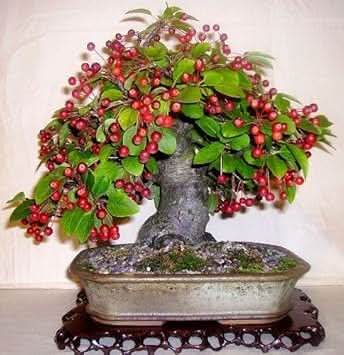 red malus micromalus fruit for planting hardy apple tree sweet Fruit seeds