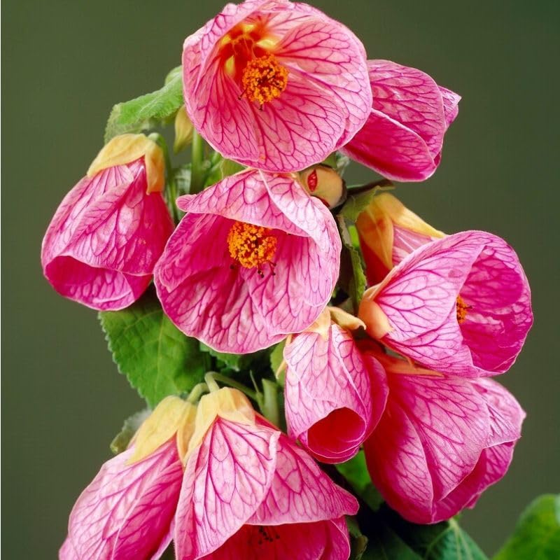 Pink Abutilon Flowers Seeds