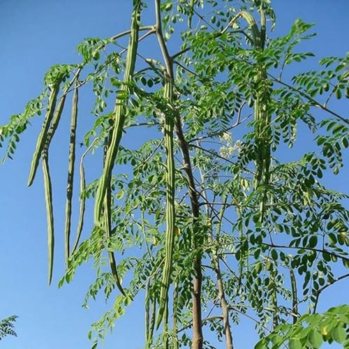 Green Moringa Oleifera vegetable seeds - Heirloom, Organic, Non Gmo Garden Seeds for kitchen garden planting