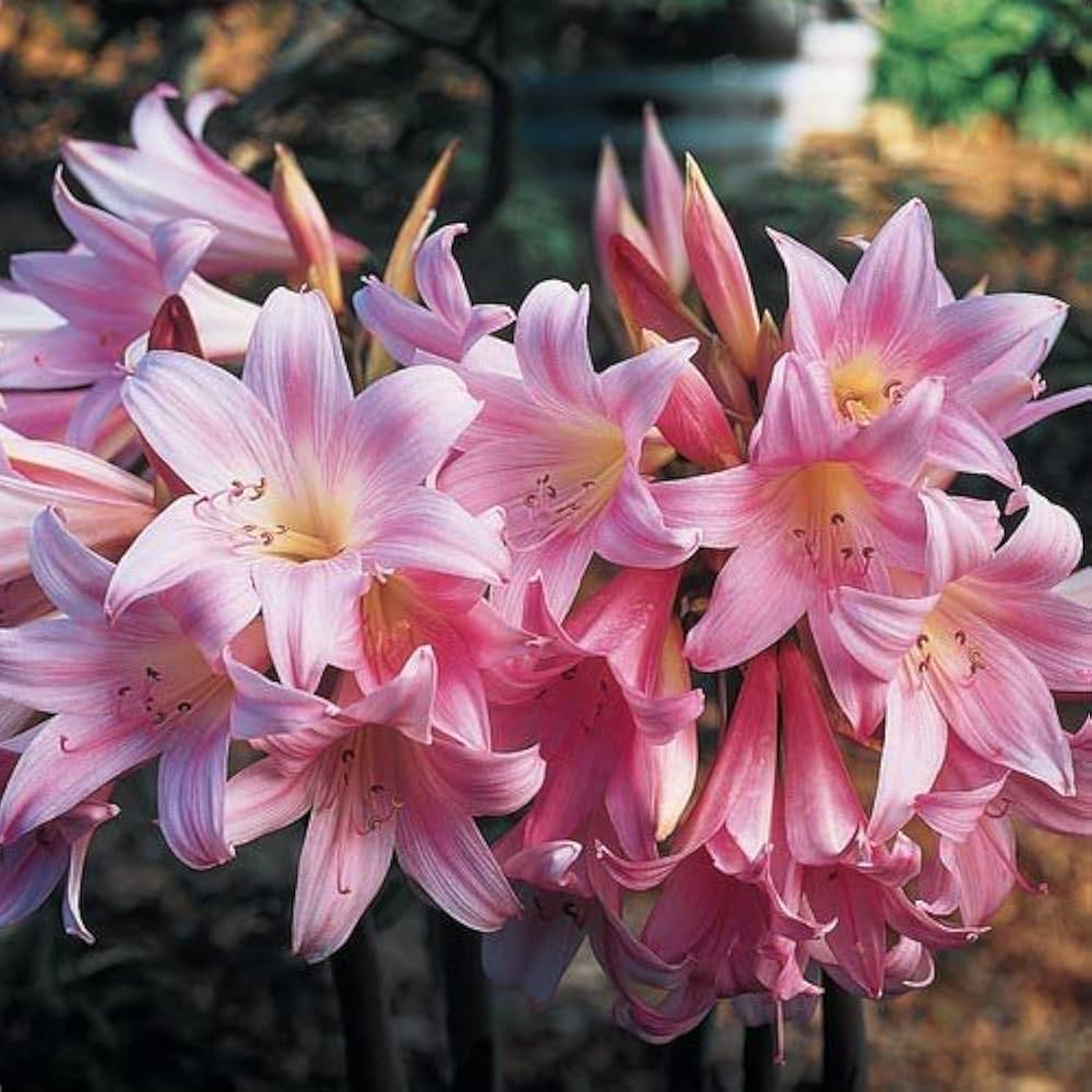 White Pink Amaryllis Flower Seeds - Heirloom Non GMO High Germination Garden Planting Seeds