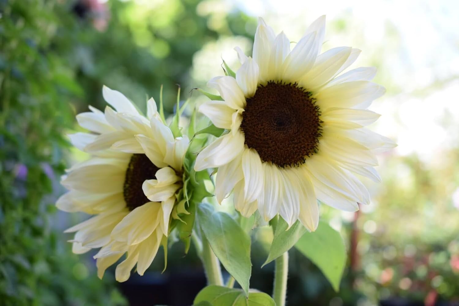 White Sunflower Seeds