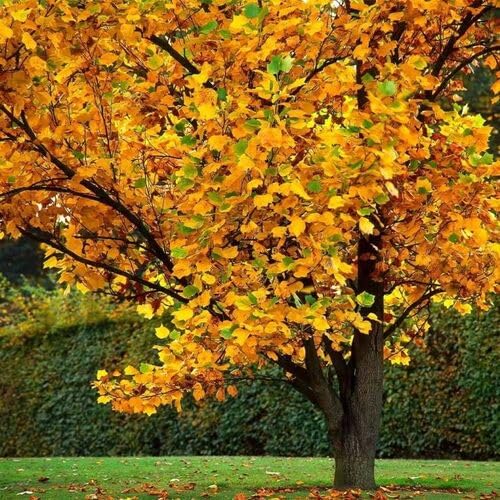 Liriodendron tulipifera Tree Seeds