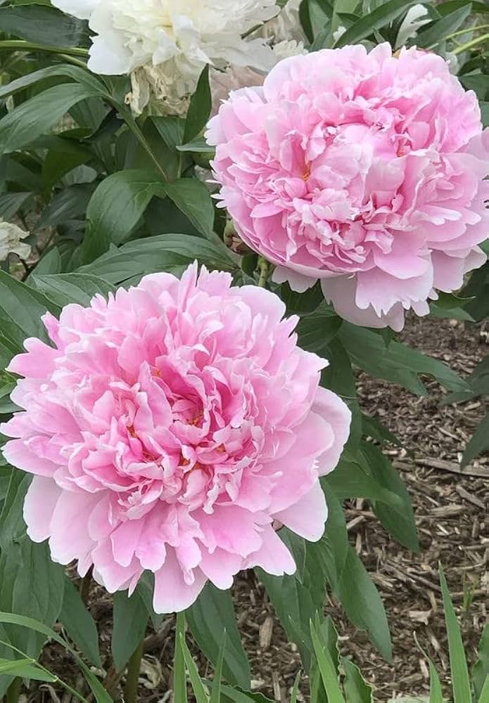 Pink Peony Flower Seeds