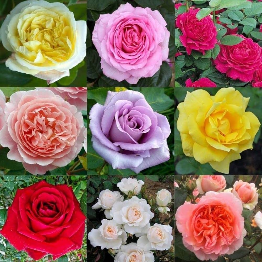Rare Rose Rosa Spp