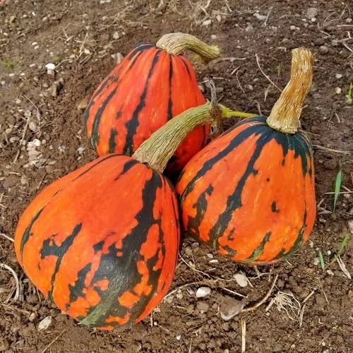 Lakota Squash vegetable seeds for Home Gardening, Nutritious Backyard Harvest Collection for kitchen garden planting