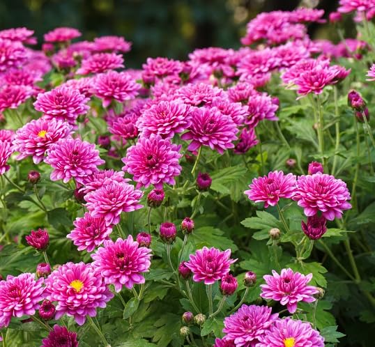 Pink Chrysanthemum Flower Seeds