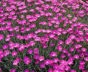 dianthus maiden pink flower bed Fruit Seeds