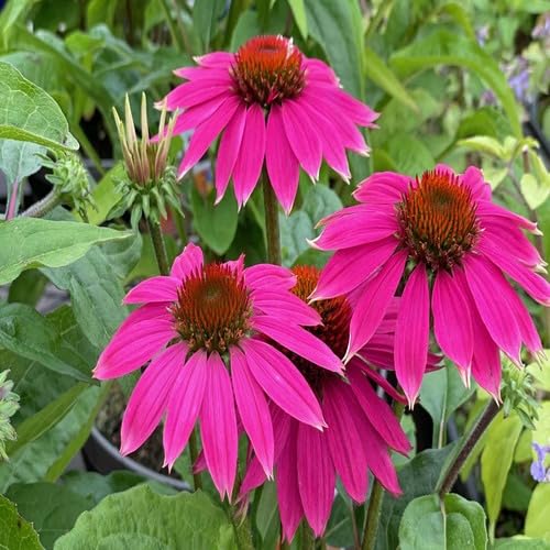 Pink Coneflower Seeds