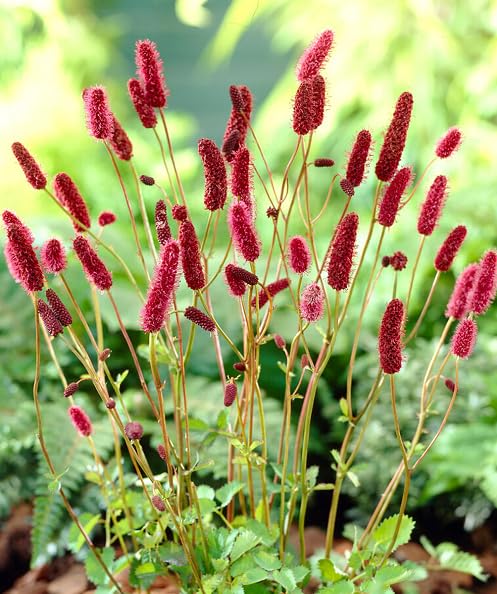 Red Sanguisorba Flower Seeds