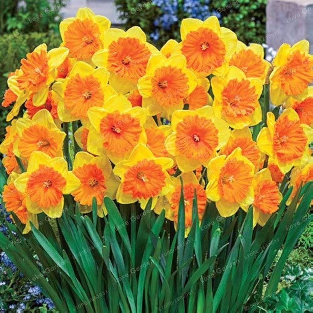 Yellow Orange Daffodil Narcissus