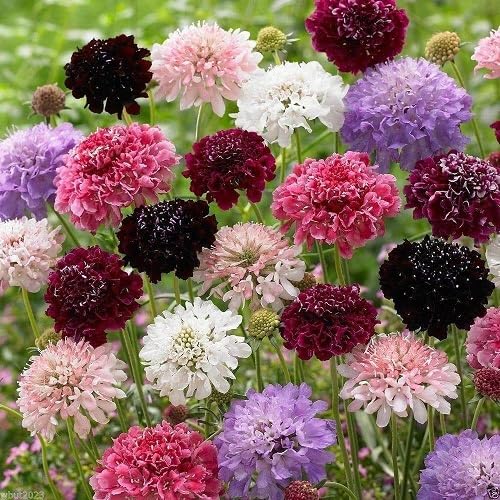 Mixed Scabiosa atropurpurea Flower Seeds