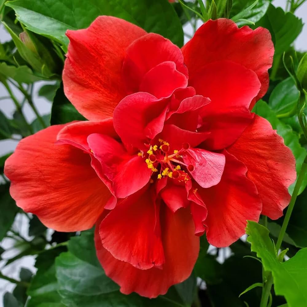 Red Double Hibiscus Flower Seeds