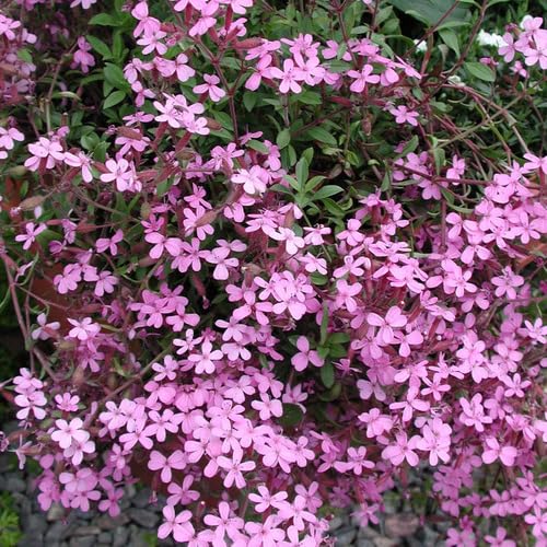 saponaria Flower Seeds