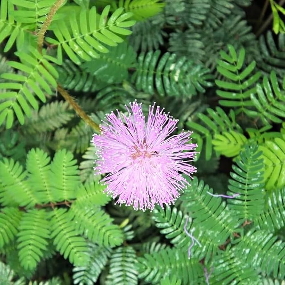 Mimosa Pudica Balcony