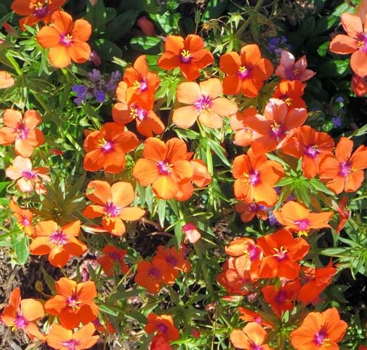 orange anagallis monelli flower