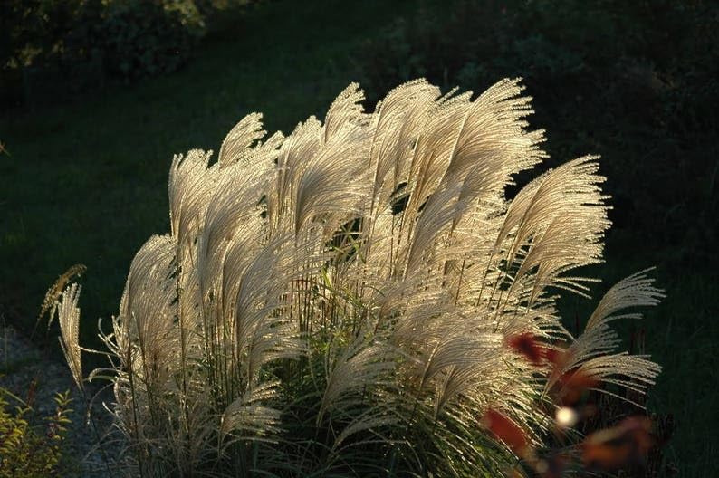 Miscanthus Flower Seeds Exotic Flowering Plants for Vibrant Garden Beauty for Colorful Landscape - Heirloom, Non GMO,