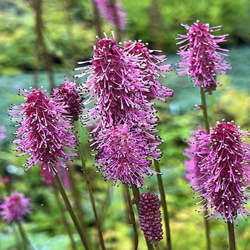 Purple Organic Sanguisorba Flower Seeds