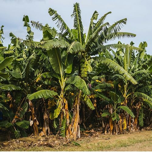 Green Banana Tree Fruit Seeds Exotic Kitchen Favorite for Orchard Cultivation