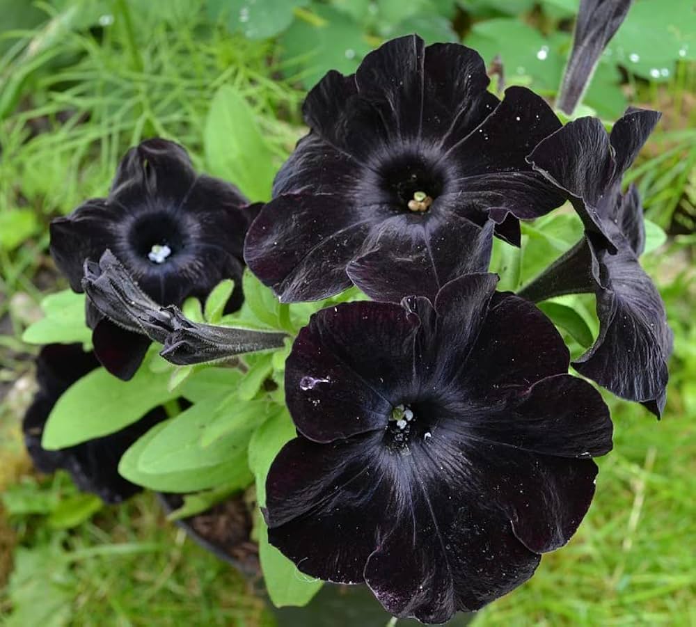 Black Petunia Flower Seeds