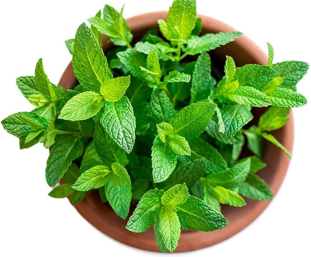 Heirloom Organic Peppermint Spearmint Mint Colorful Flower Pot Growth High Germination Rate