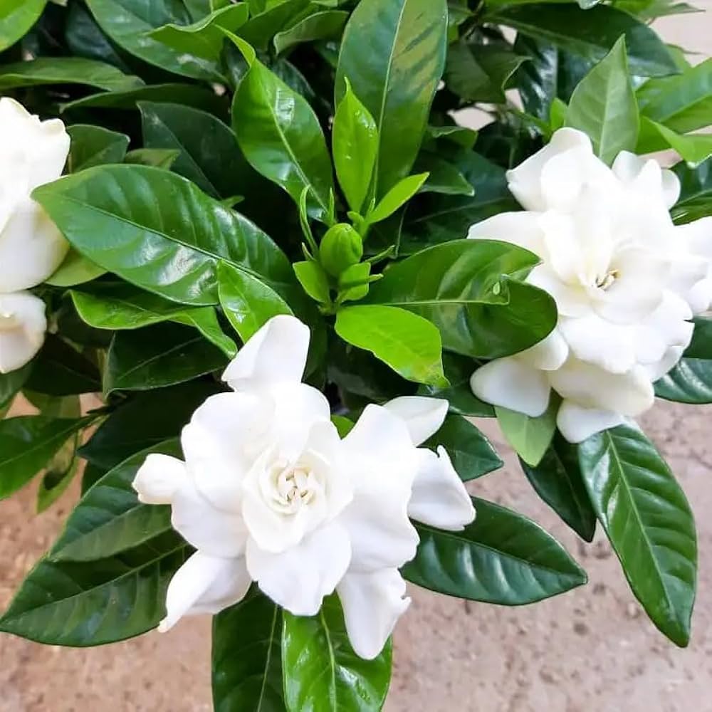 Gardenia Cape Jasmine Diy Home Garden Beautiful Fragrant Flowers Flower Seeds