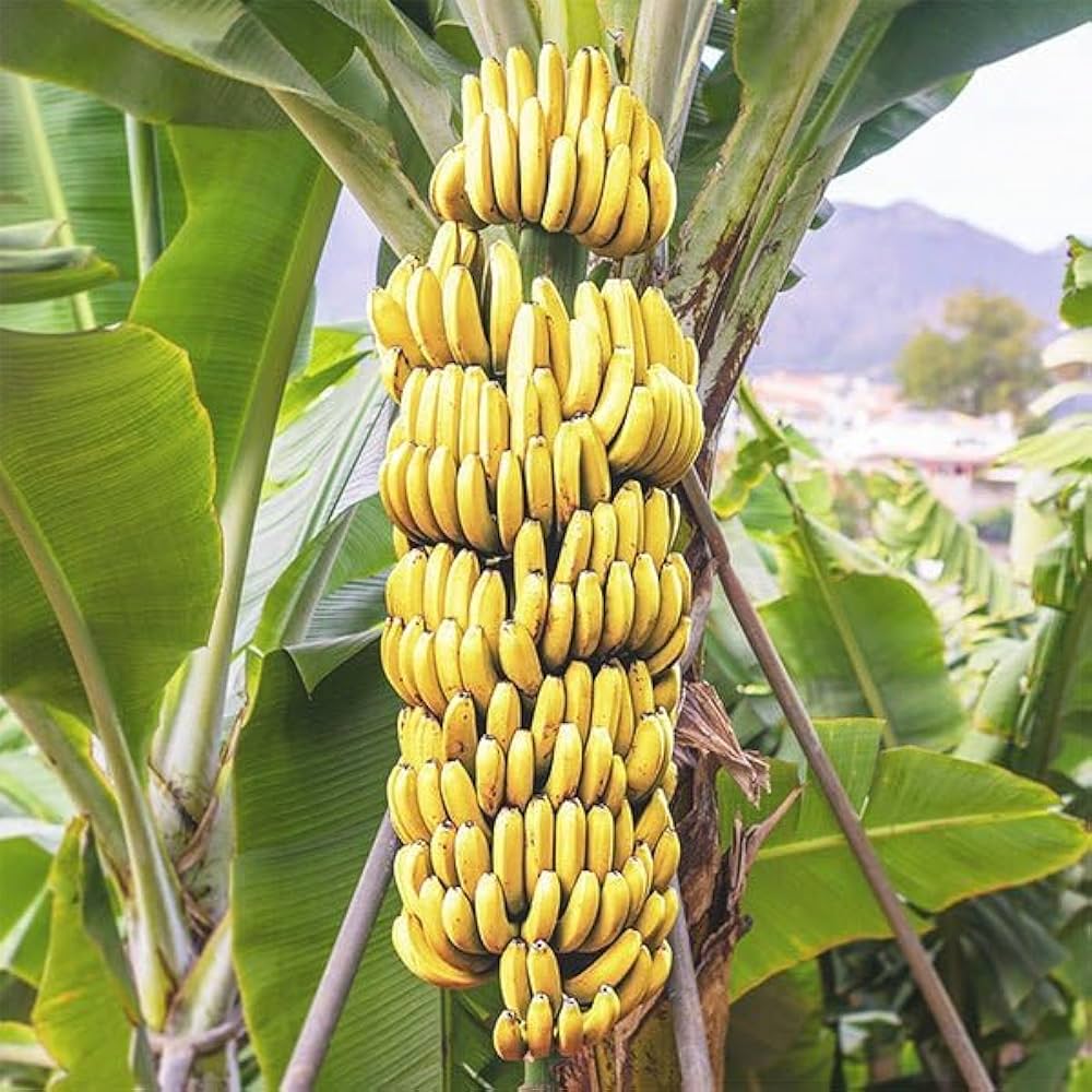Snow Banana Musa Spp In