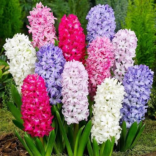 Hyacinth Flower Seeds