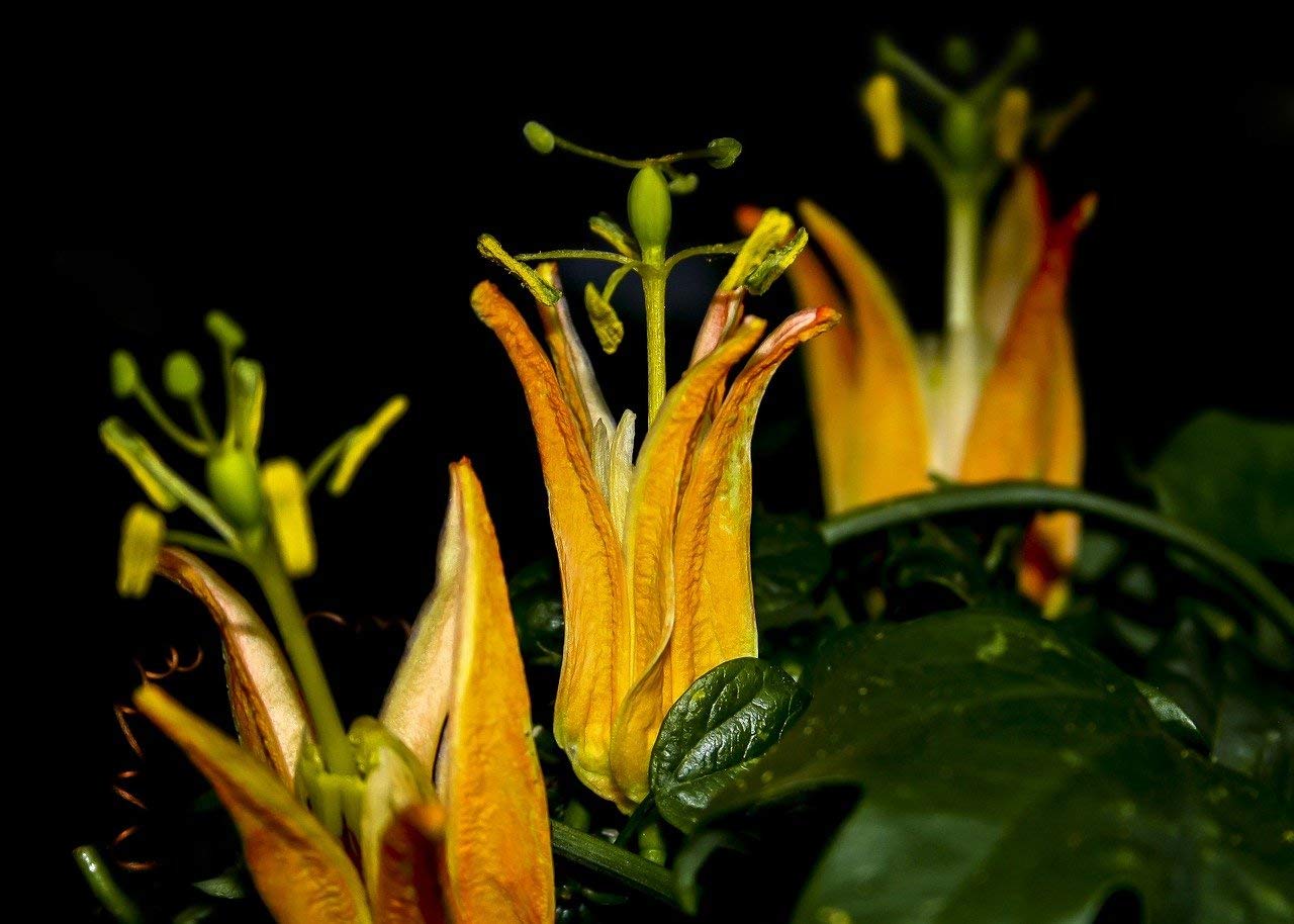 Yellow Passiflora Flower Seeds