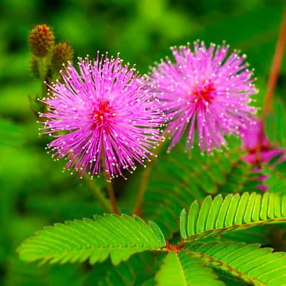 Pink Heirloom Mimosa Pudica With Flowers Sensitive Plant Bashful Grass Flower Seeds Home