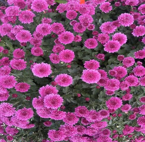 pink chrysanthemum flower seeds