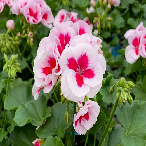 Pink Giant Geranium Flower Seeds