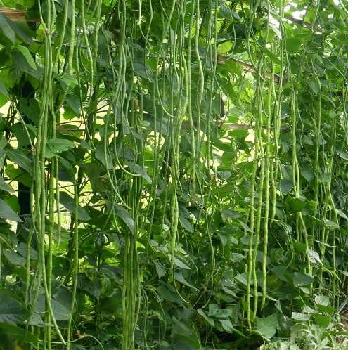 Long Bean vegetable seeds for Home Gardening, Organic Raised Bed Garden Favorite Premium for kitchen garden planting