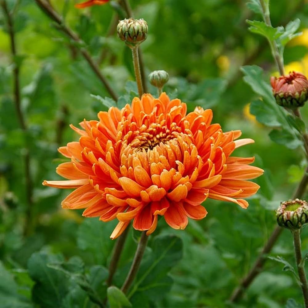 Orange Yellow Chrysanthemum Outdoor Plants Garden Decoration Flower Seeds