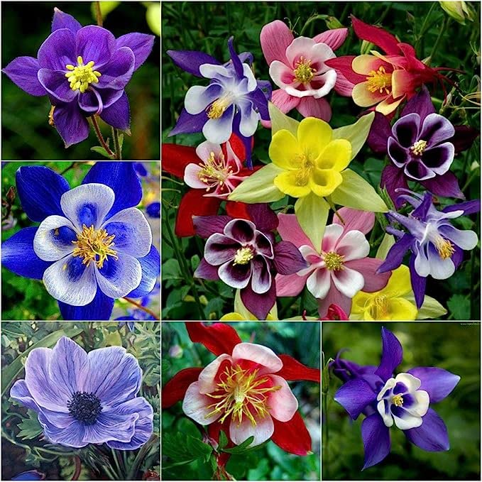 Purple White Aquilegia Flower Fresh