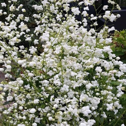 White Thalictrum Flower Seeds