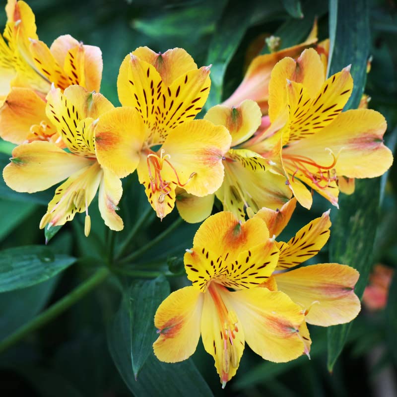 Peruvian Lily Alstroemeria