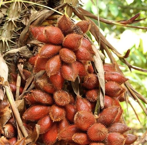 Brown Salak Fruit fruit seeds for organic garden planting
