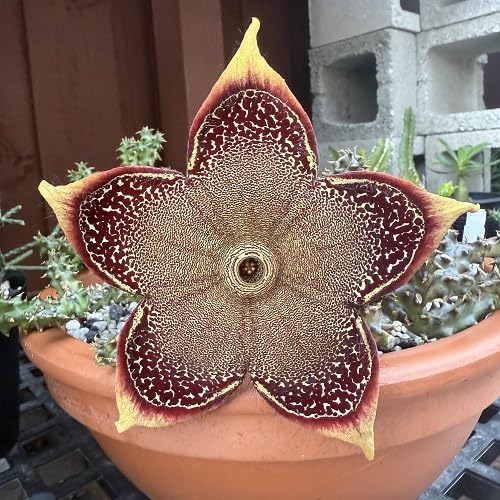 Brown edithcolea grandis Flower Seeds