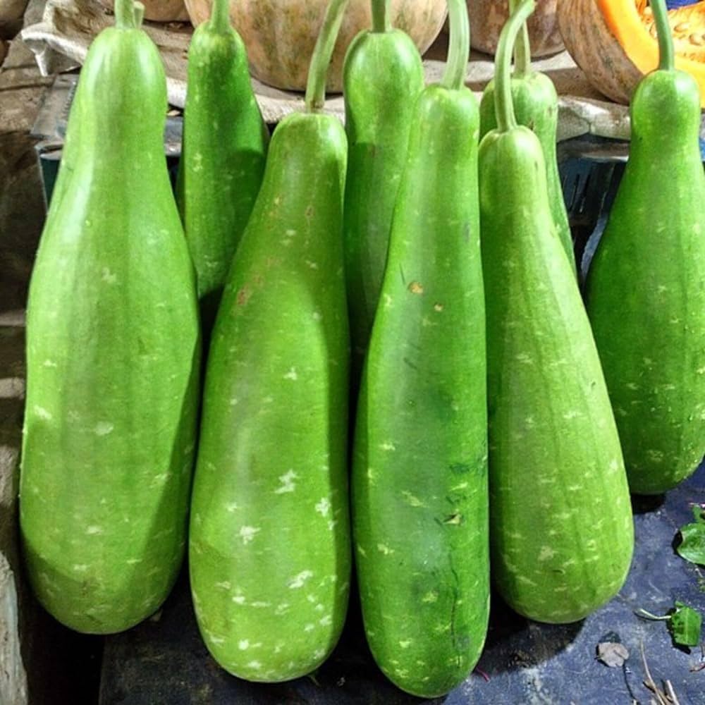 bottle gourd lagenaria siceraria Fruit Seeds