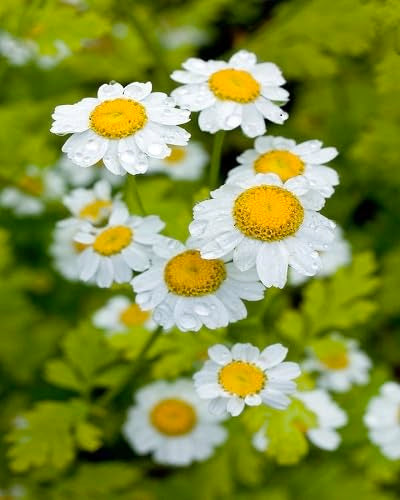 White Tanacetum Parthenium Flowers Seeds