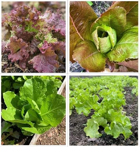 Mixed Lettuce vegetable seeds vegetable seeds for Home Gardening, Fresh Seasonal Vegetable Planting for kitchen garden planting
