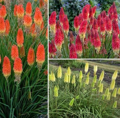 Mixed Kniphofia Flower Seeds