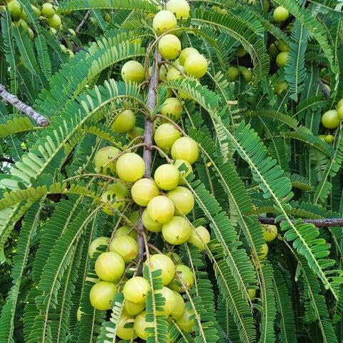 Gooseberry Fruit Seeds Non GMO Seeds for Home Orchard