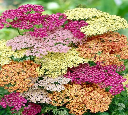 Mixed Yarrow Flower Seeds