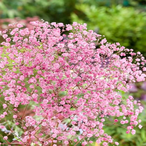 pink gypsophila flower seeds