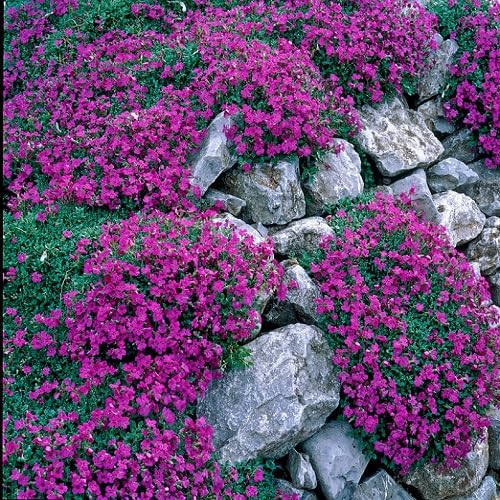 Pink Climbing Thyme Flower Seeds