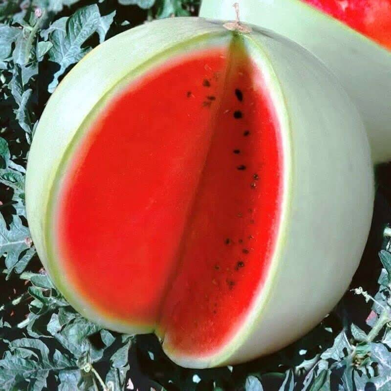 Rare Watermelon Snow White Perfect Fruit Seeds